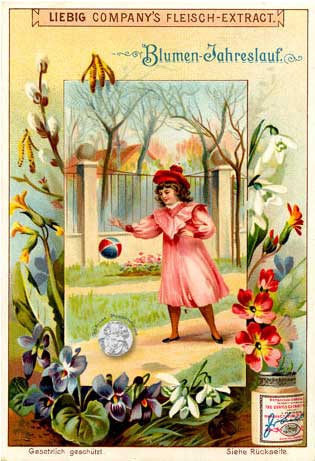 Liebig-Sammelbilder Serie Blumen-Jahreslauf - aus meiner Sammlung