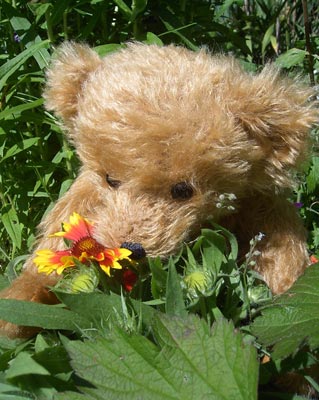 Hermann Teddy Original - © Foto Sylvia Wentzlau