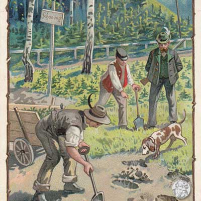 Geschichte vom Weihnachtsbaum, Serie 499/656, 1901