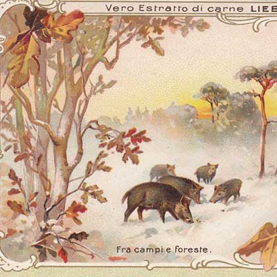 Geschichte vom Weihnachtsbaum, Serie 499/656, 1901