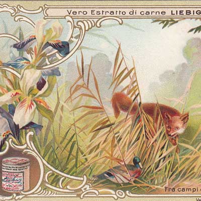 Geschichte vom Weihnachtsbaum, Serie 499/656, 1901