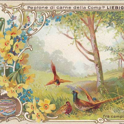 Geschichte vom Weihnachtsbaum, Serie 499/656, 1901